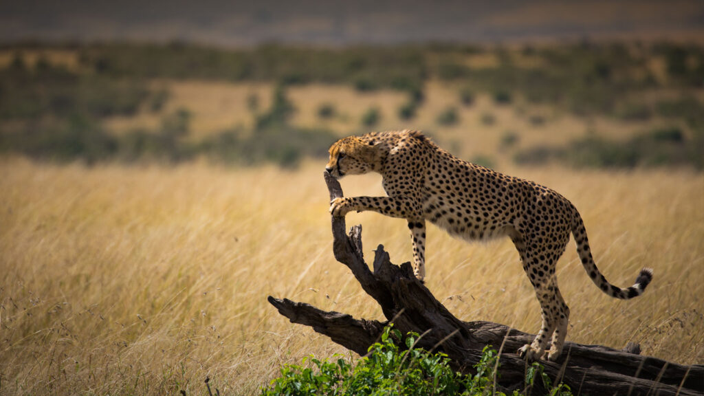 migration photography tips