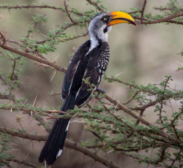 Bird Conservation Efforts in Kenya