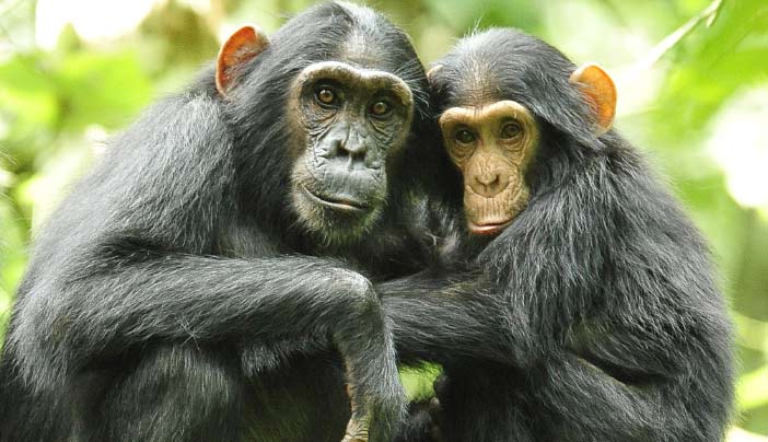 Chimpanzee Tracking in Congo