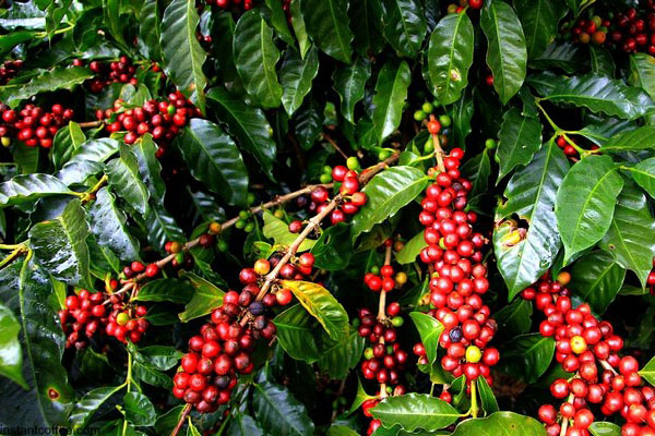 coffee tours Kenya