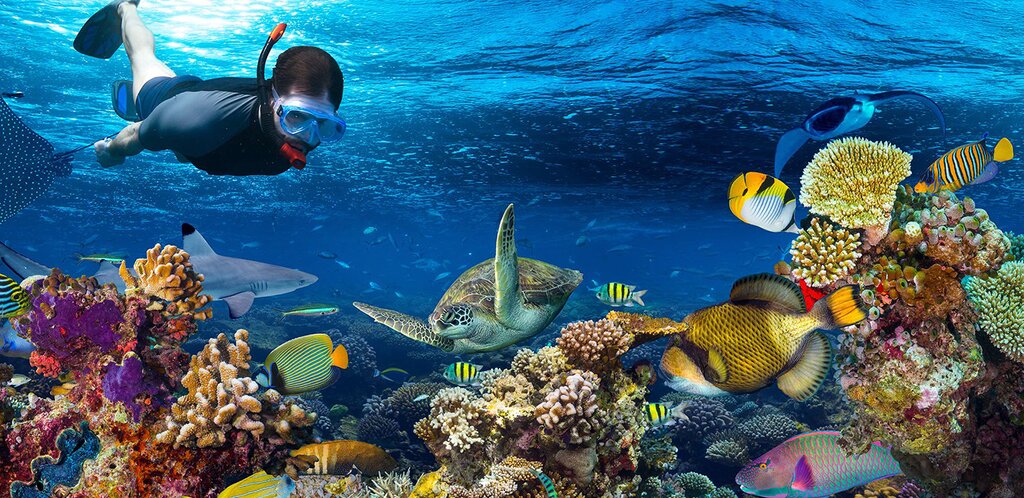 Pemba Island Diving and Snorkeling