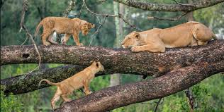 Lake Manyara safaris