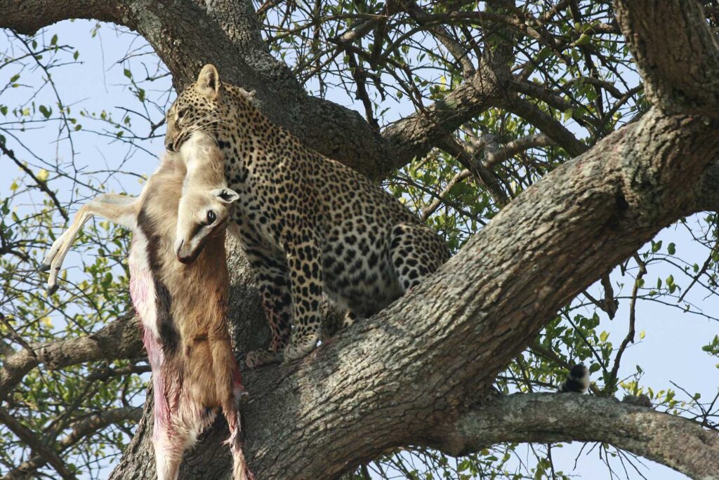 Kenya predators-lions in Kenya