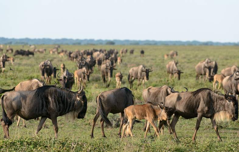 Serengeti travel guide