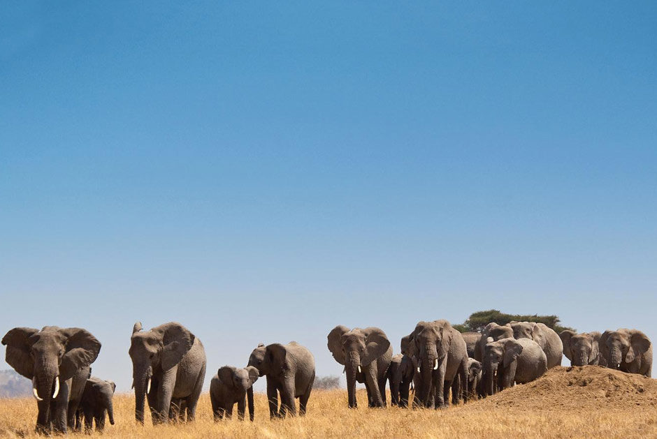 Saadani National Park