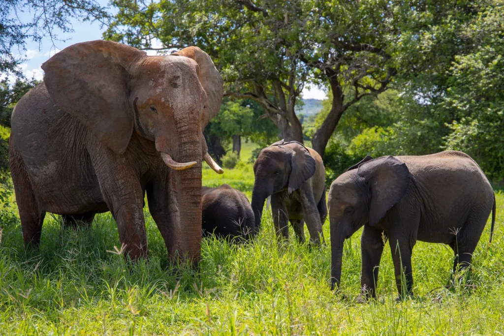 Can I do gorilla trekking and Serengeti in one trip?