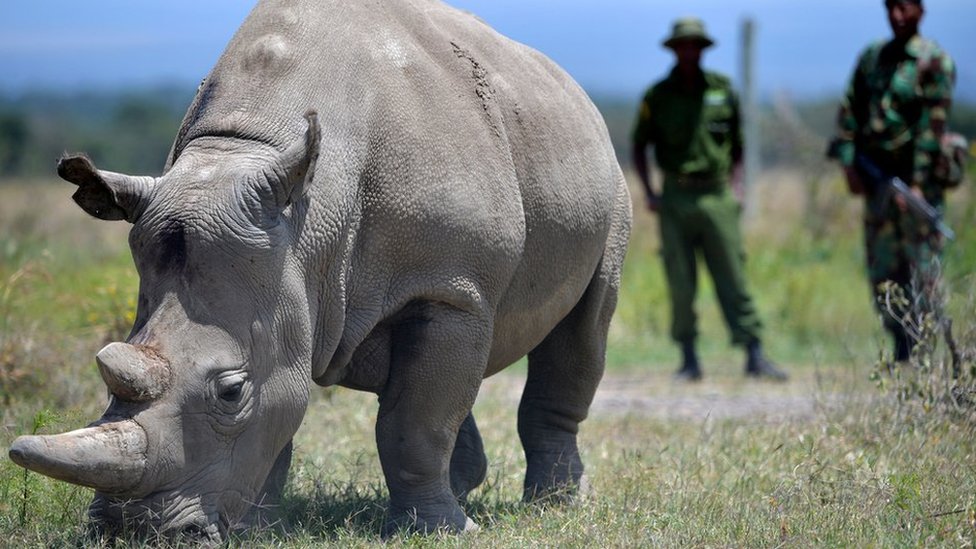 Can I meet the last northern white rhinos in Kenya?