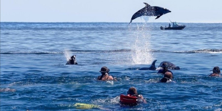 Can I swim with dolphins in Zanzibar?
