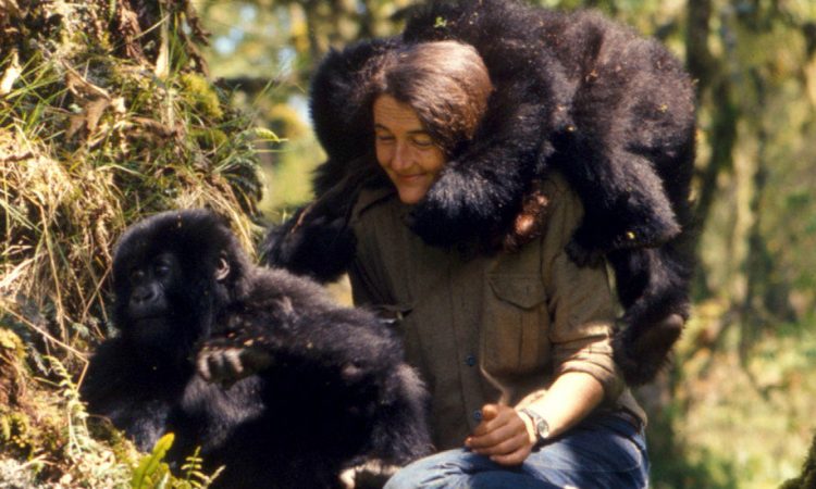 Dian fossey Gorilla fund