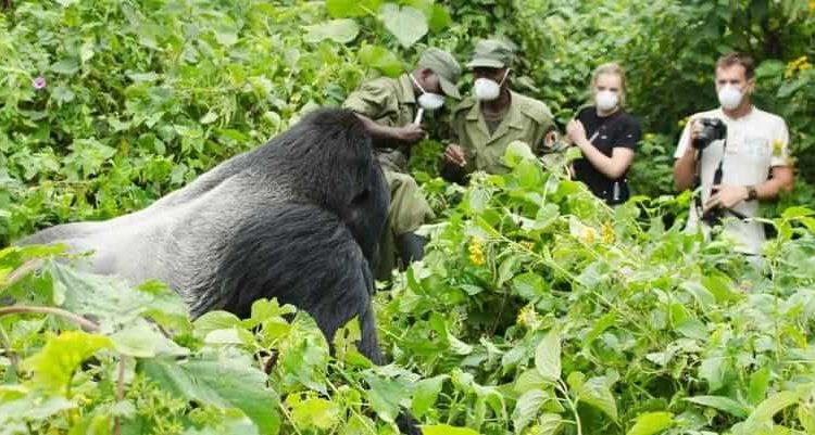 Do I need a guide for gorilla trekking?