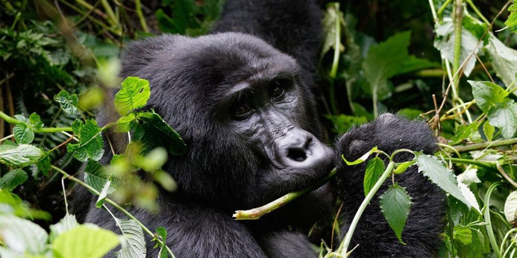 Congo gorilla trekking permits