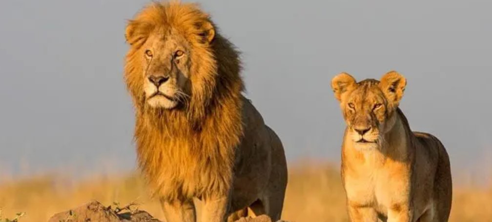 How do I plan a 10-day Kenya and Tanzania safari?