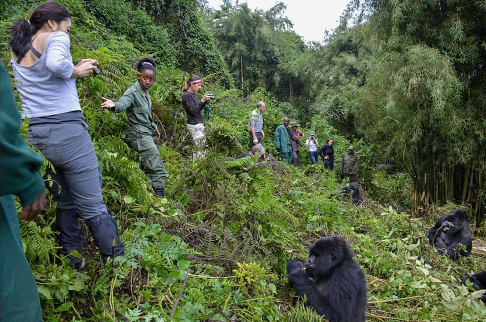 Is December a good time for gorilla trekking?