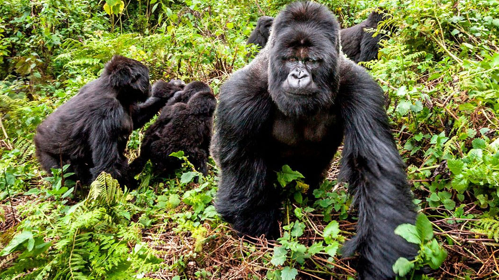 mountain gorilla trekking Virunga