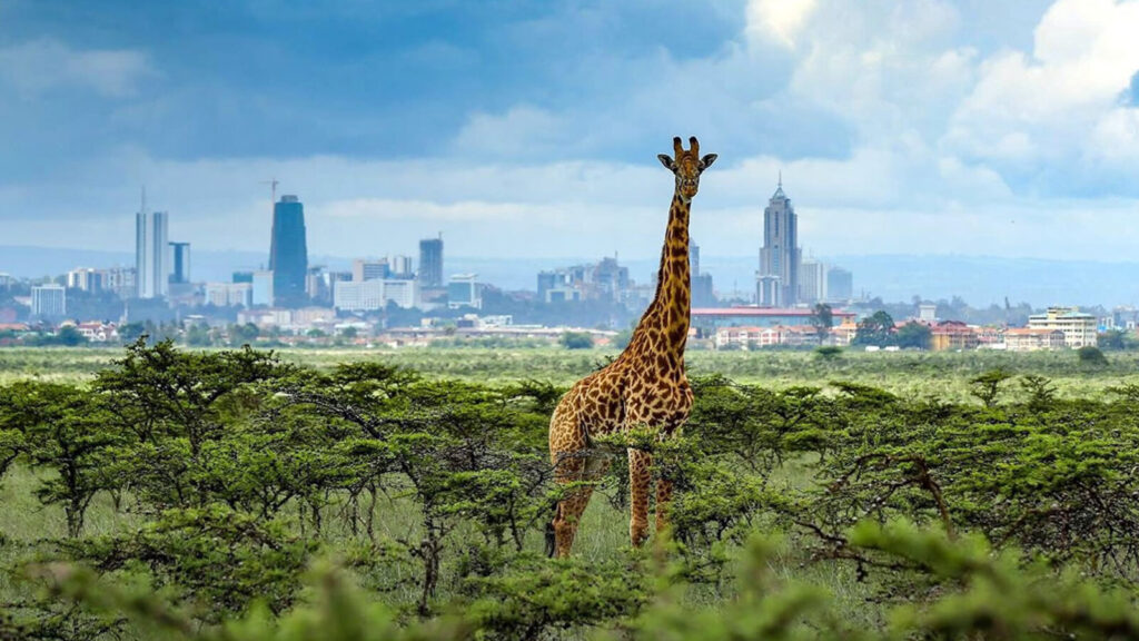 Nairobi stopover safari