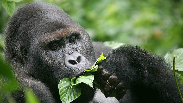 Congo’s Endangered Species