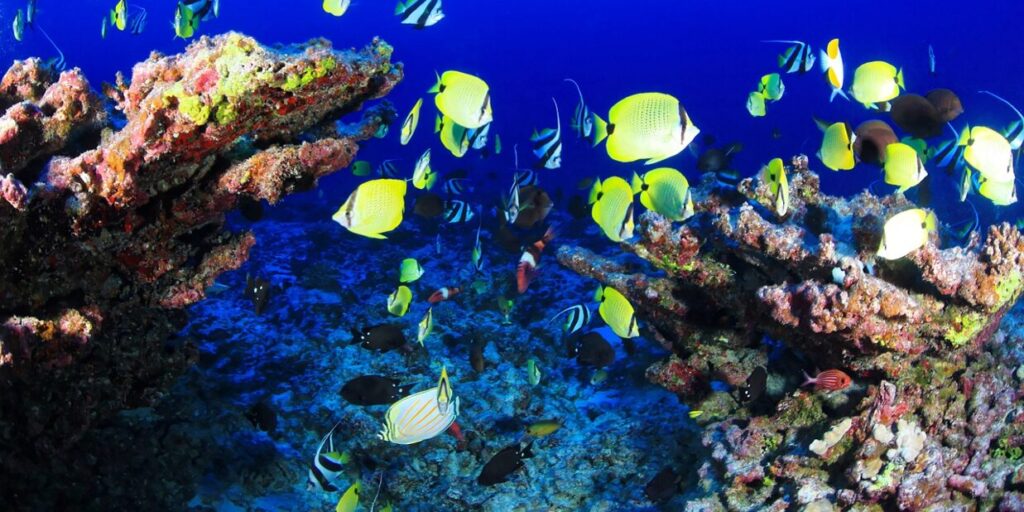 Watamu marine conservation