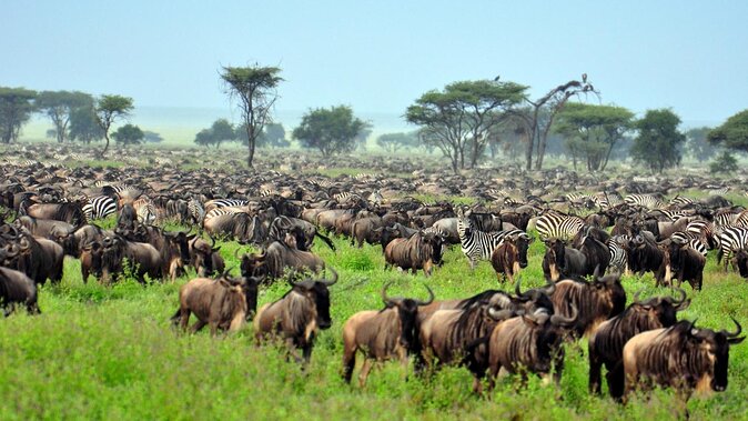 What animals are endemic to East Africa?