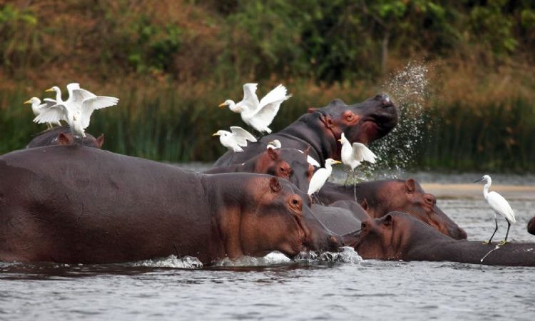 What’s special about the Kazinga Channel boat cruise?