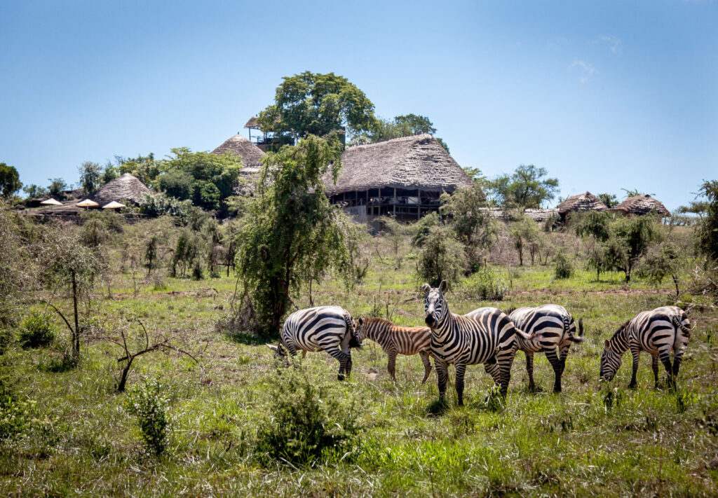 What’s the best time for safari in Uganda and Rwanda?