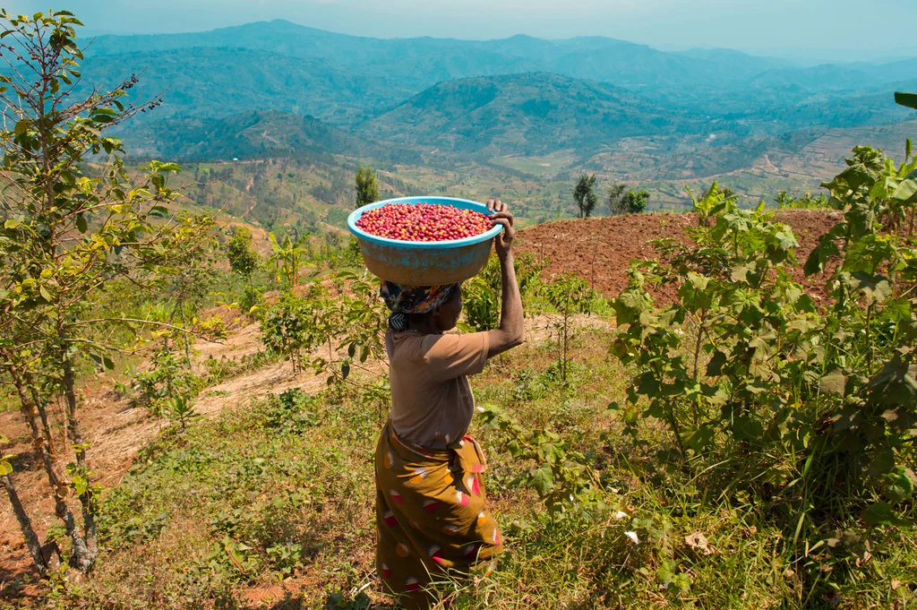 What’s the coffee culture like in Rwanda?
