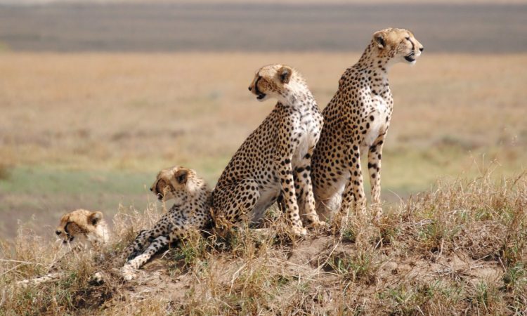 What’s the meaning behind the name “Serengeti”?