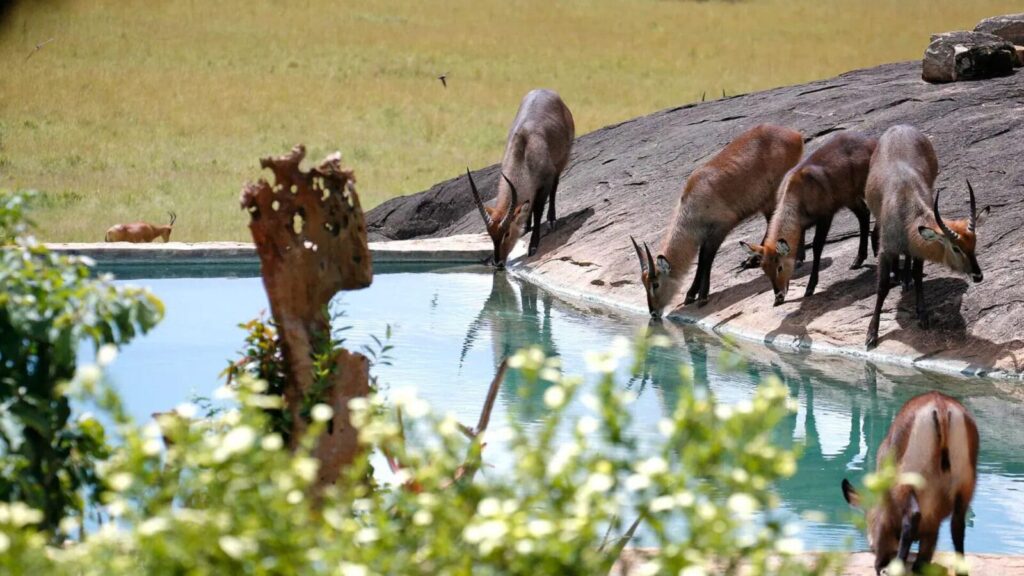 When is the dry season in East Africa?