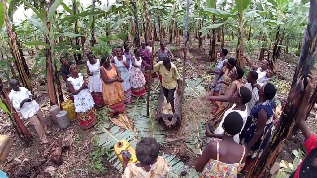 Where can I taste local banana beer in Uganda?