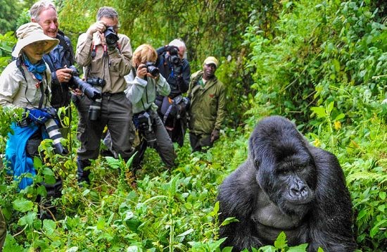 Why are gorillas only found in East Africa?