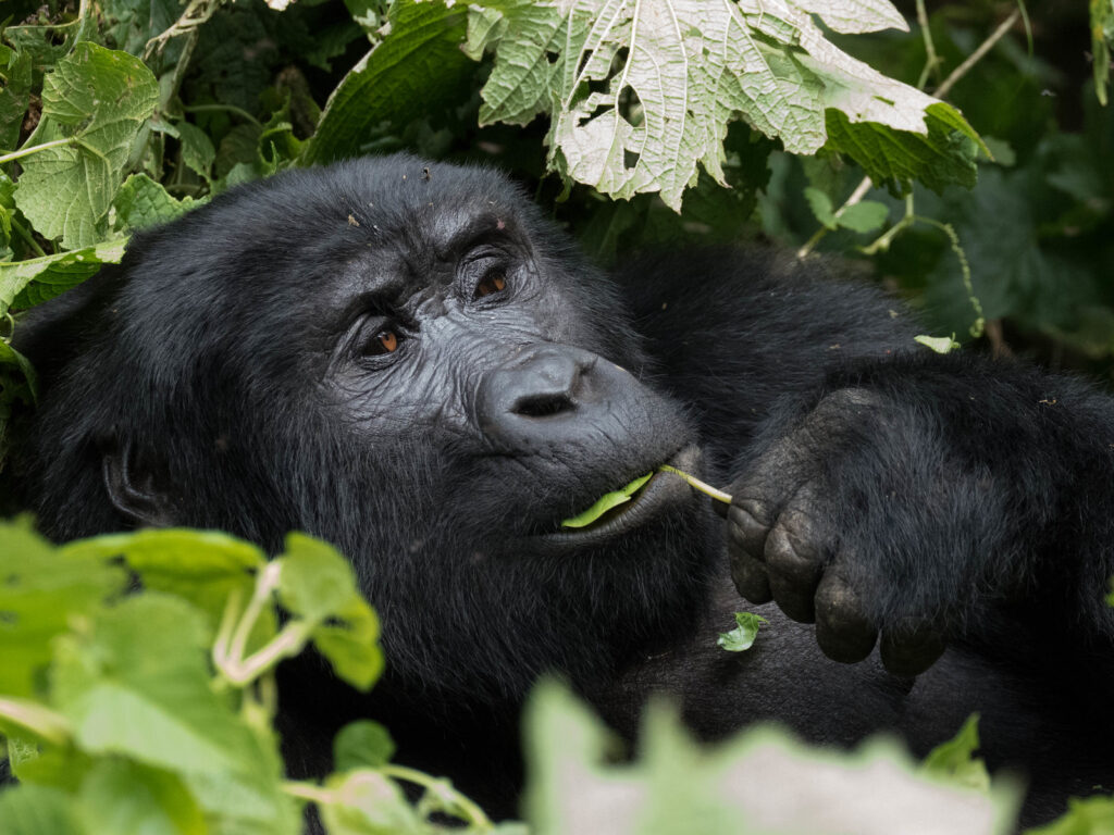 Physical Fitness Requirements for Gorilla Trekking