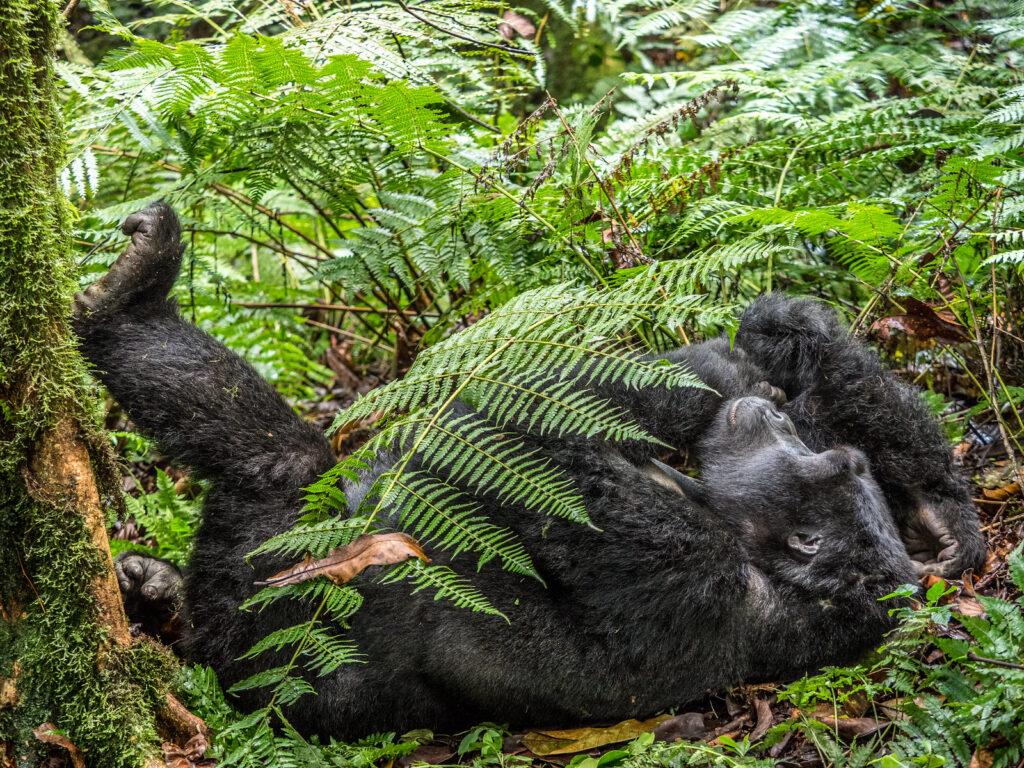 Gorilla trekking in May provides a unique and immersive experience in Uganda’s lush rainforest.