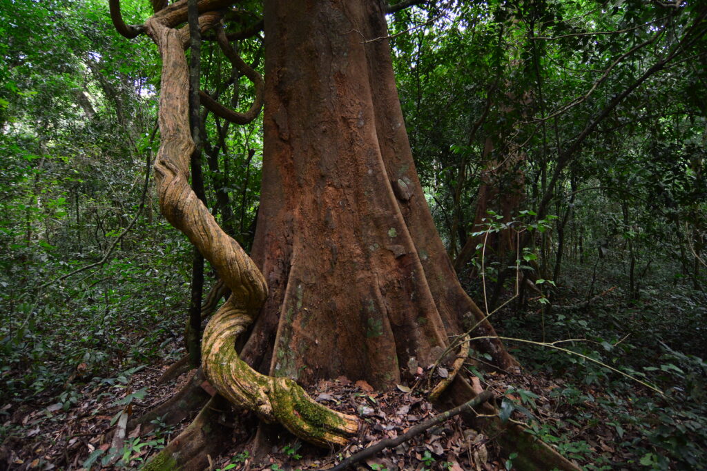 Gorilla trekking in April is a unique opportunity to experience Uganda’s rainforest at its most vibrant and alive