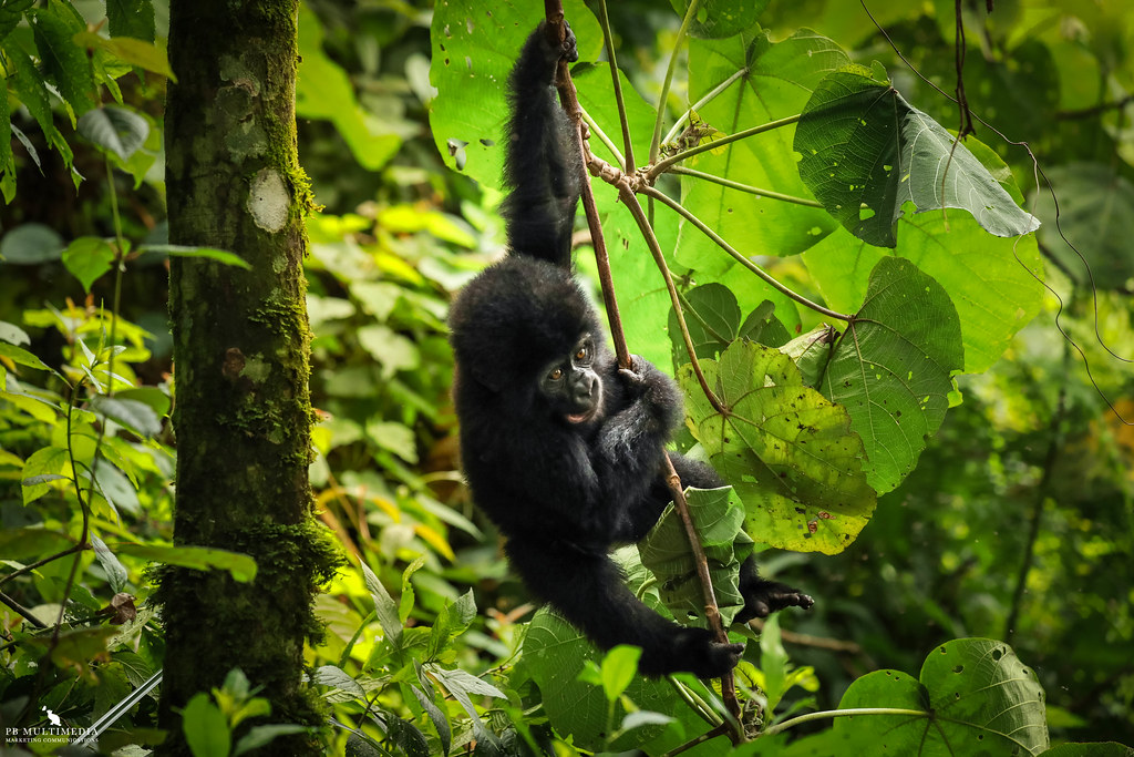 Gorilla Trekking in Nkuringo Sector: Steep But Spectacular