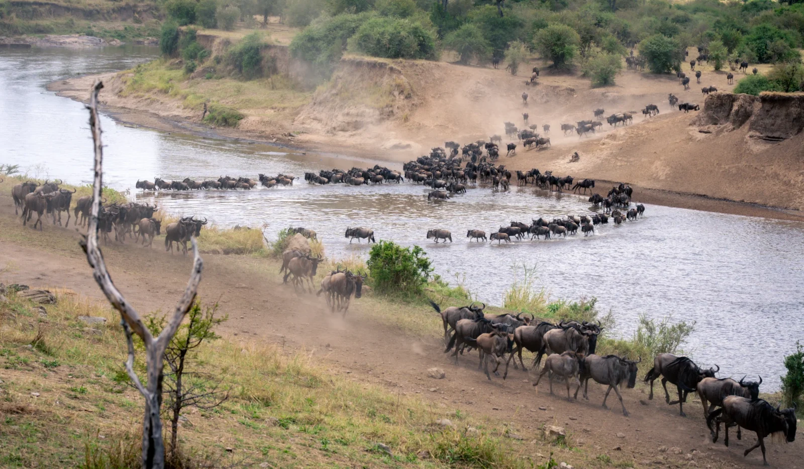 Best Camps to See the Wildebeest River Crossings
