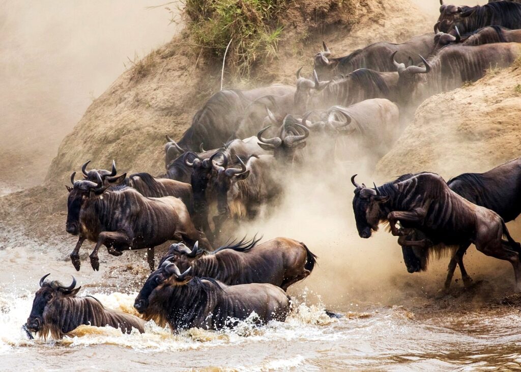 Best Camps to See the Wildebeest River Crossings