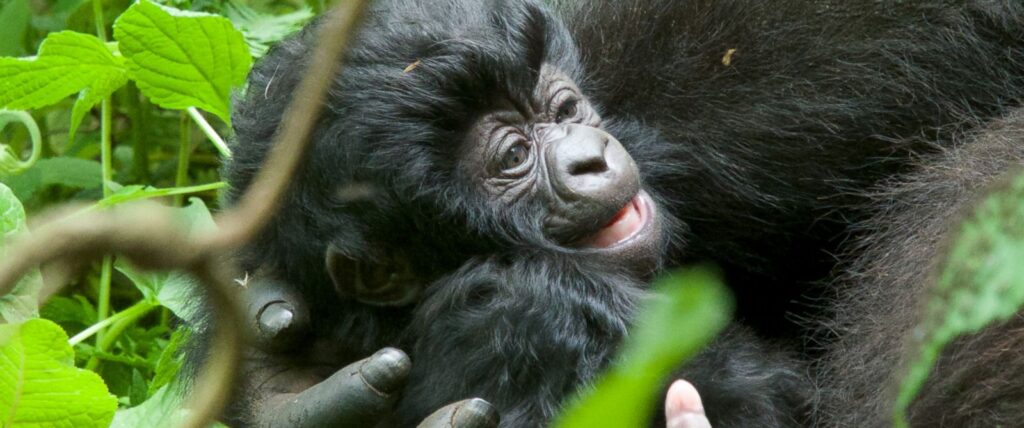 Bikyingi Gorilla Family