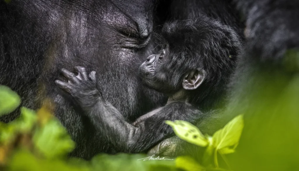 Busingye Gorilla Group