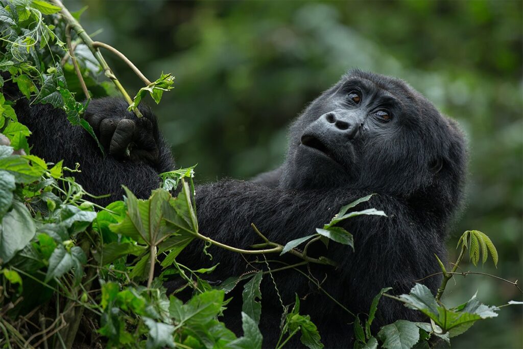 Chest beating is not a sign of anger, but a powerful form of communication that reflects the intelligence and social complexity of mountain gorillas