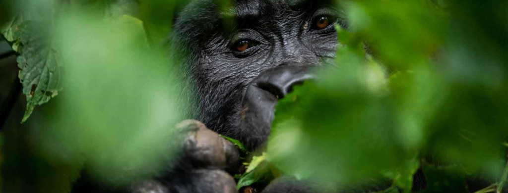 Bweza Gorilla Family