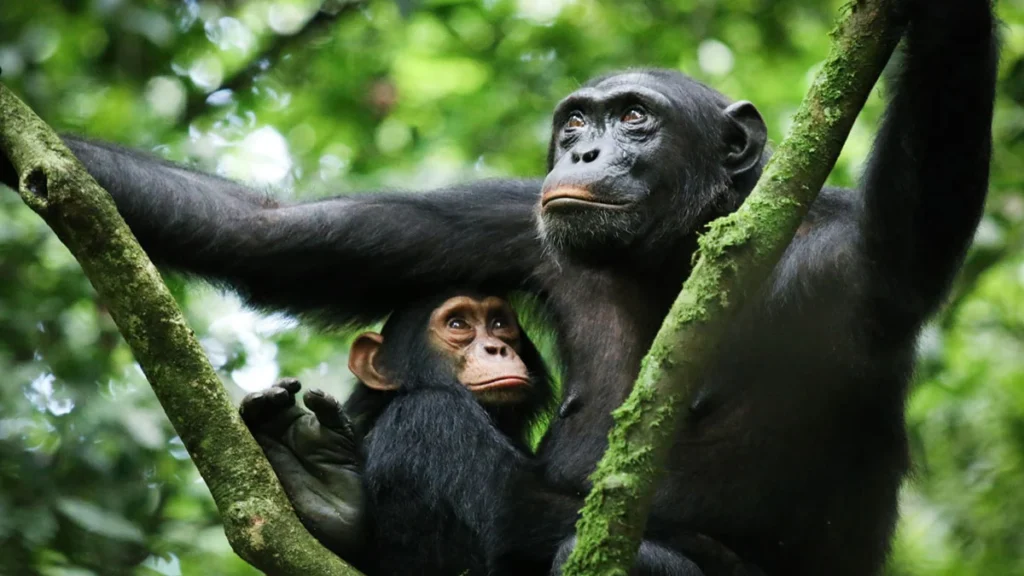 Chimpanzee Trekking in Nyungwe Forest