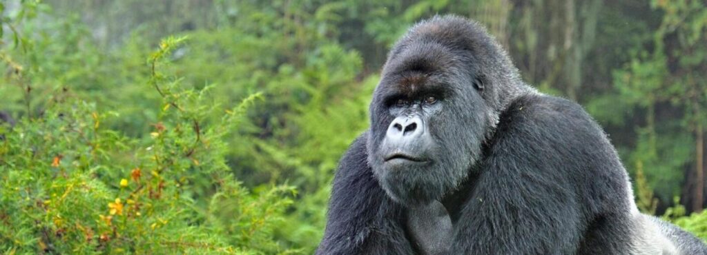 Cross River Gorillas