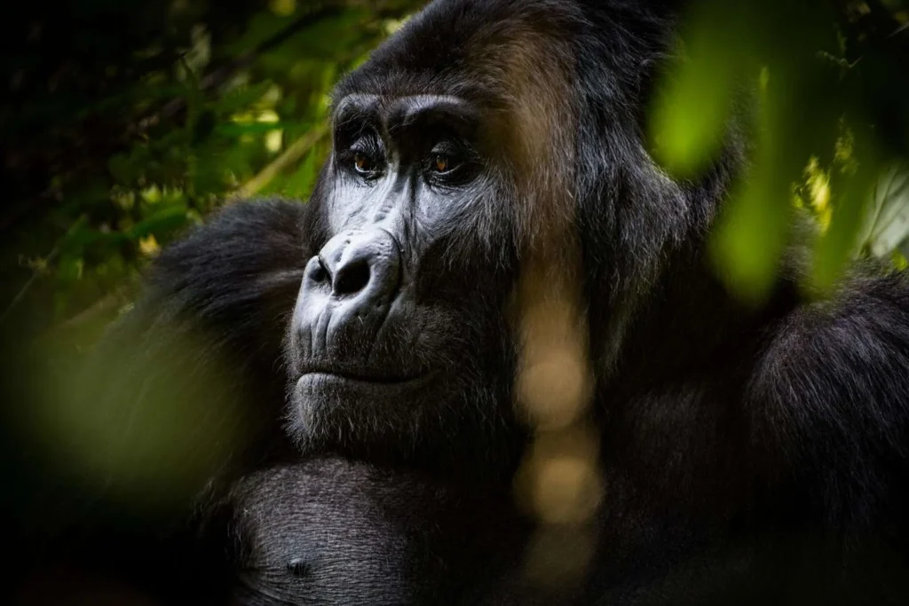 GORILLA HABITUATION