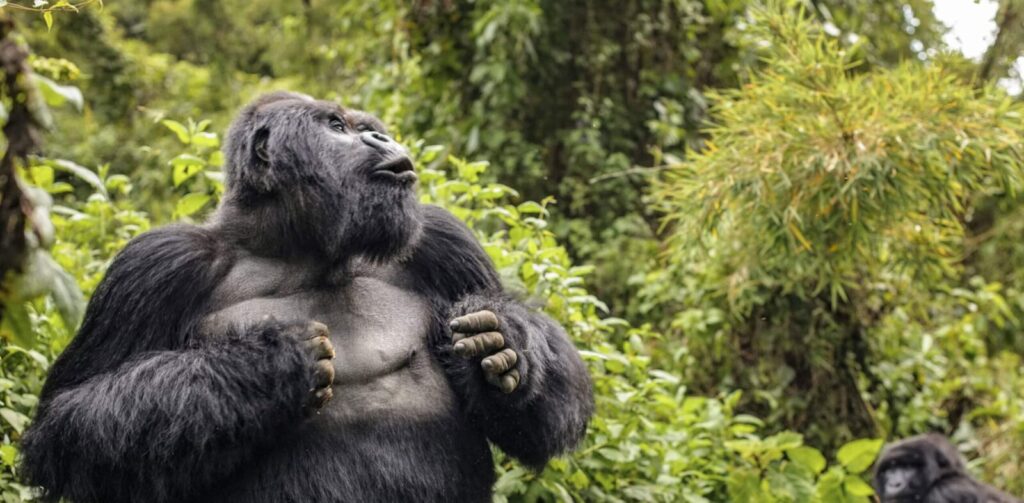 What Happens if a Gorilla Charges at You During Trekking?