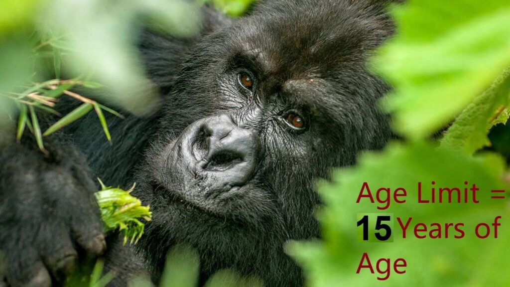 Gorilla Trekking Age Restrictions