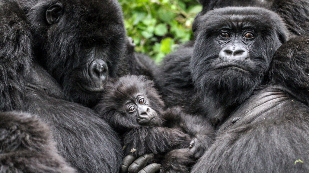 Gorilla Trekking Etiquette