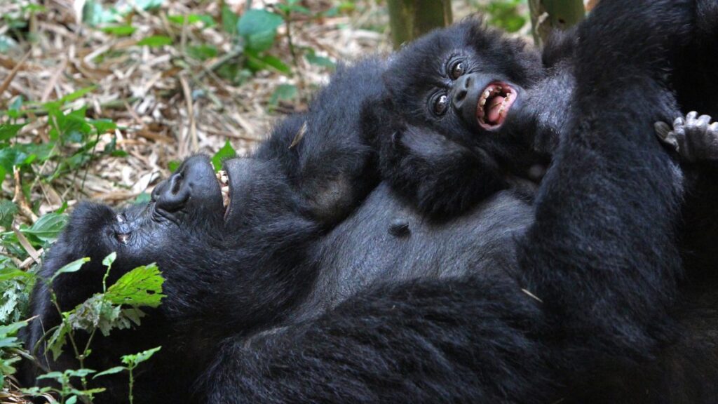 Gorilla Trekking in December