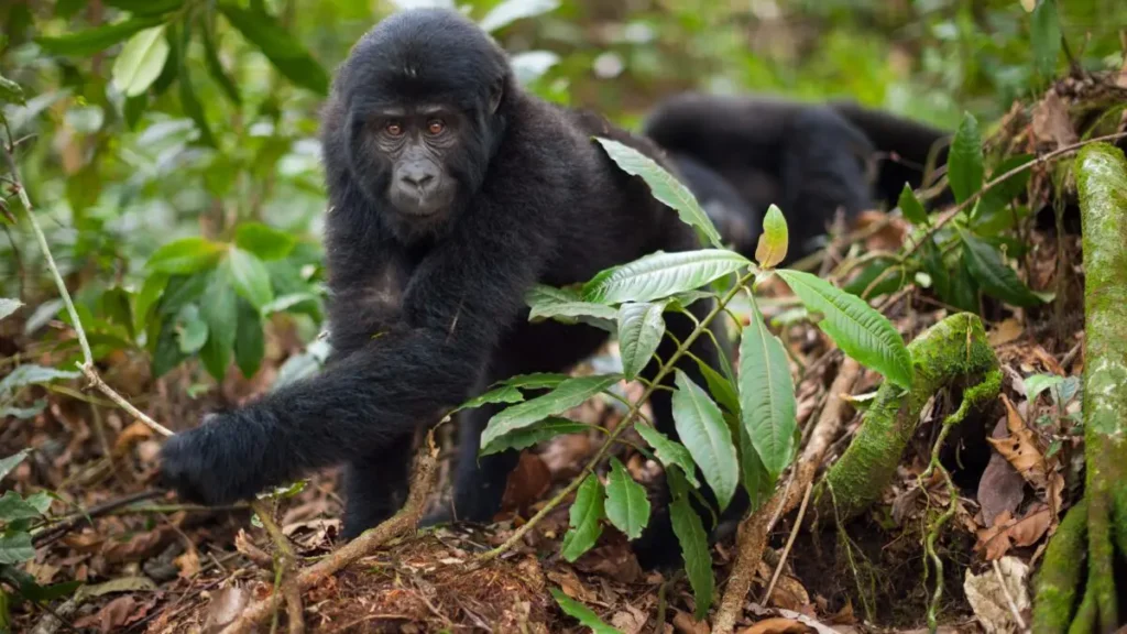 Gorilla Trekking in January