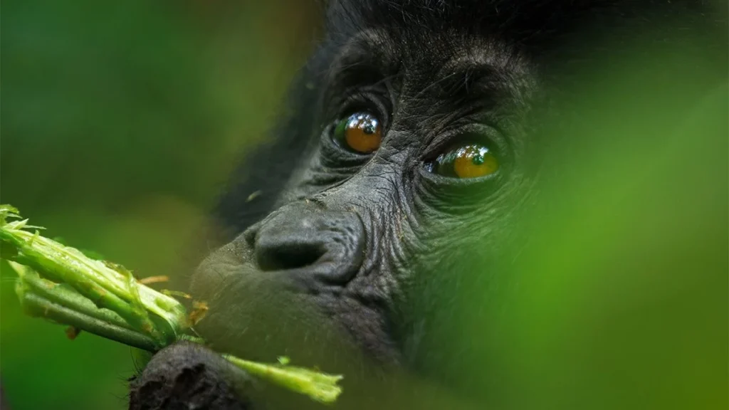 Gorilla Trekking in November