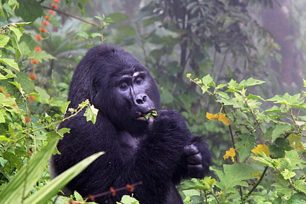 Gorilla Trekking in September