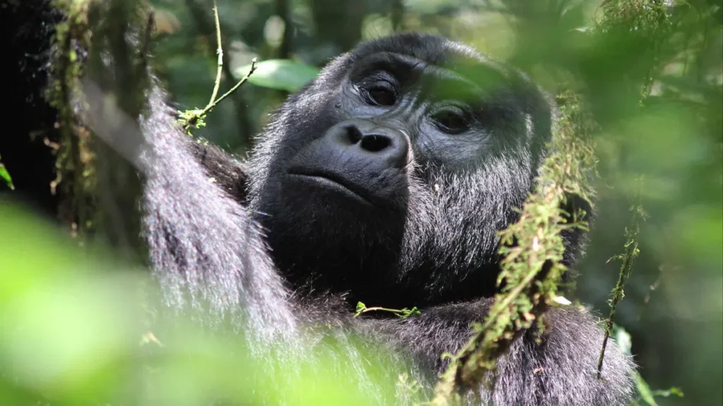 Gorilla trekking in July